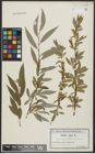 Foto von Salix alba L.